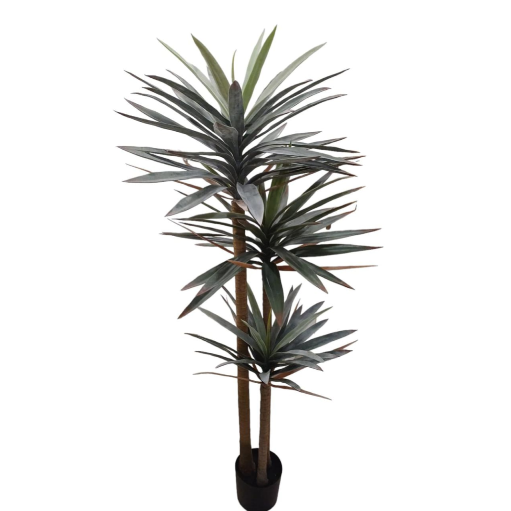 PLANTA DE CH O NO VASO YUCCA planta-de-ch-o-no-vaso-yucca